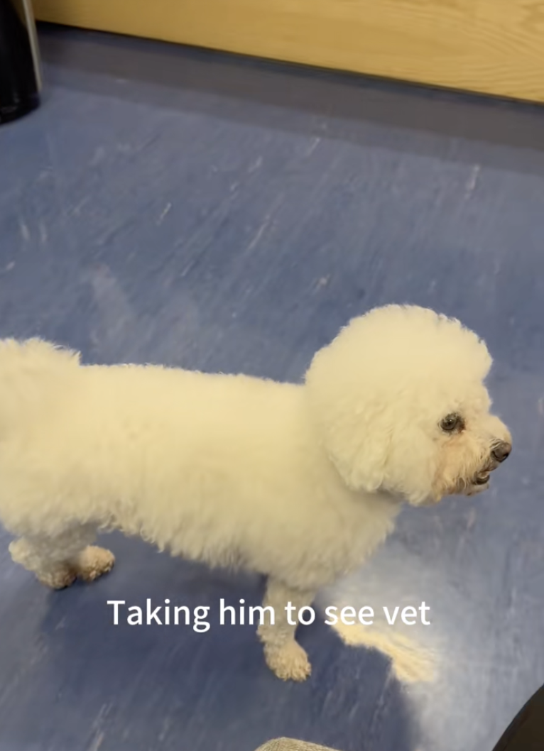 This Dog Was Playing at the Beach—Then One Wrong Step Changed Everything